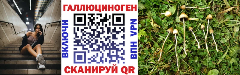 Галлюциногенные грибы Cubensis  Минеральные Воды 
